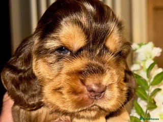 Cocker Spaniel dogs - Advert 6