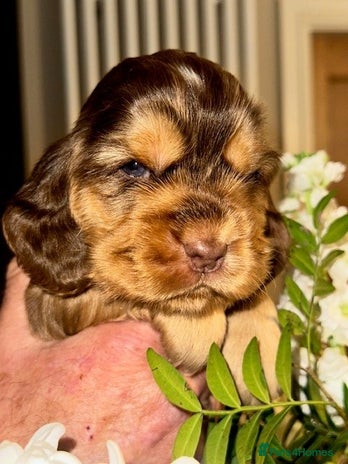 Cocker Spaniel dogs - Advert 1