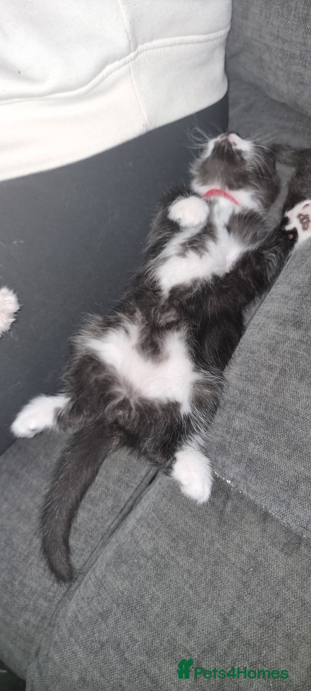 Mixed Breed cats for sale: Two kittens looking for forever homes - Image 4