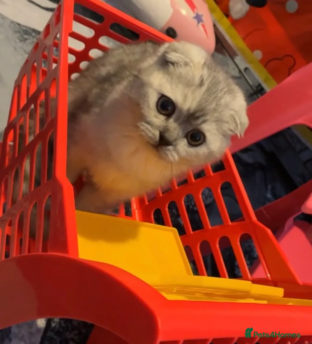Scottish Fold cats for sale: Scottish fold kitten  - Advert 1