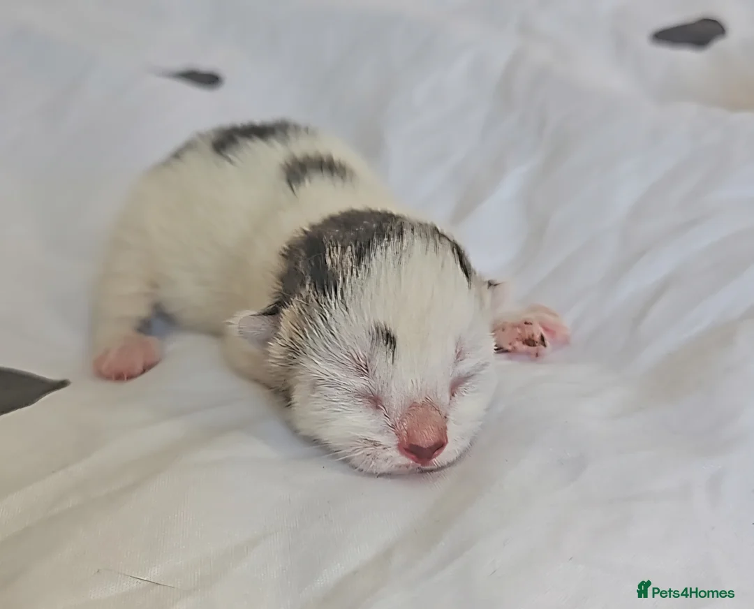 Mixed Breed cats for sale: Mixed Breed Kittens (Please see other advert) in Spalding - Advert 2