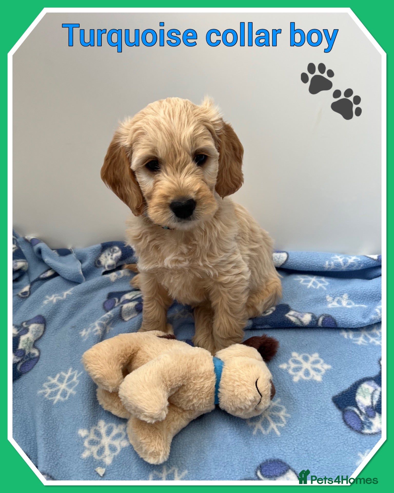 Mini Goldendoodle dogs  VETCHECKED✅STUNNING F1 MINIATURE GOLDENDOODLES 🐶 - Advert 3