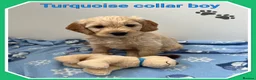 Mini Goldendoodle dogs for sale:  VETCHECKED✅STUNNING F1 MINIATURE GOLDENDOODLES 🐶 - Advert 3