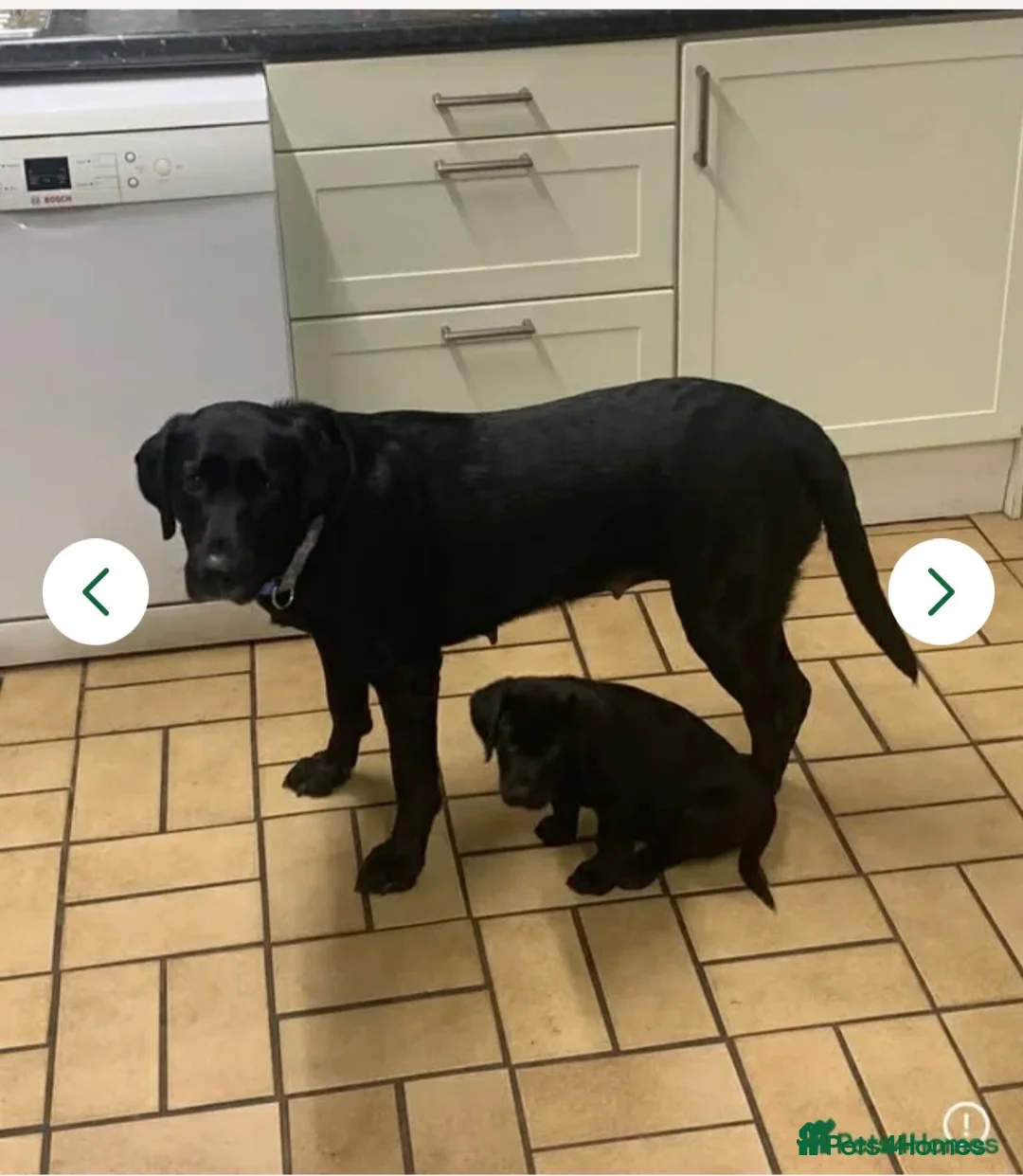 Labrador Retriever dogs for sale: Black male lab pup - Advert 6
