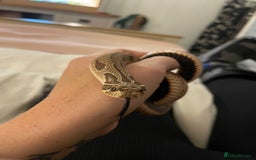 Snake reptiles for sale: Western hognose 3 years old with full setup. - Image 5