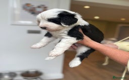 Sheepadoodle dogs for sale: Sheepadoodle Puppies -4 Female, 3 Male - Image 7