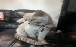British Shorthair cats for sale:  🐾 Beautiful Kitten Looking for a Loving Home 🐾 - Image 3