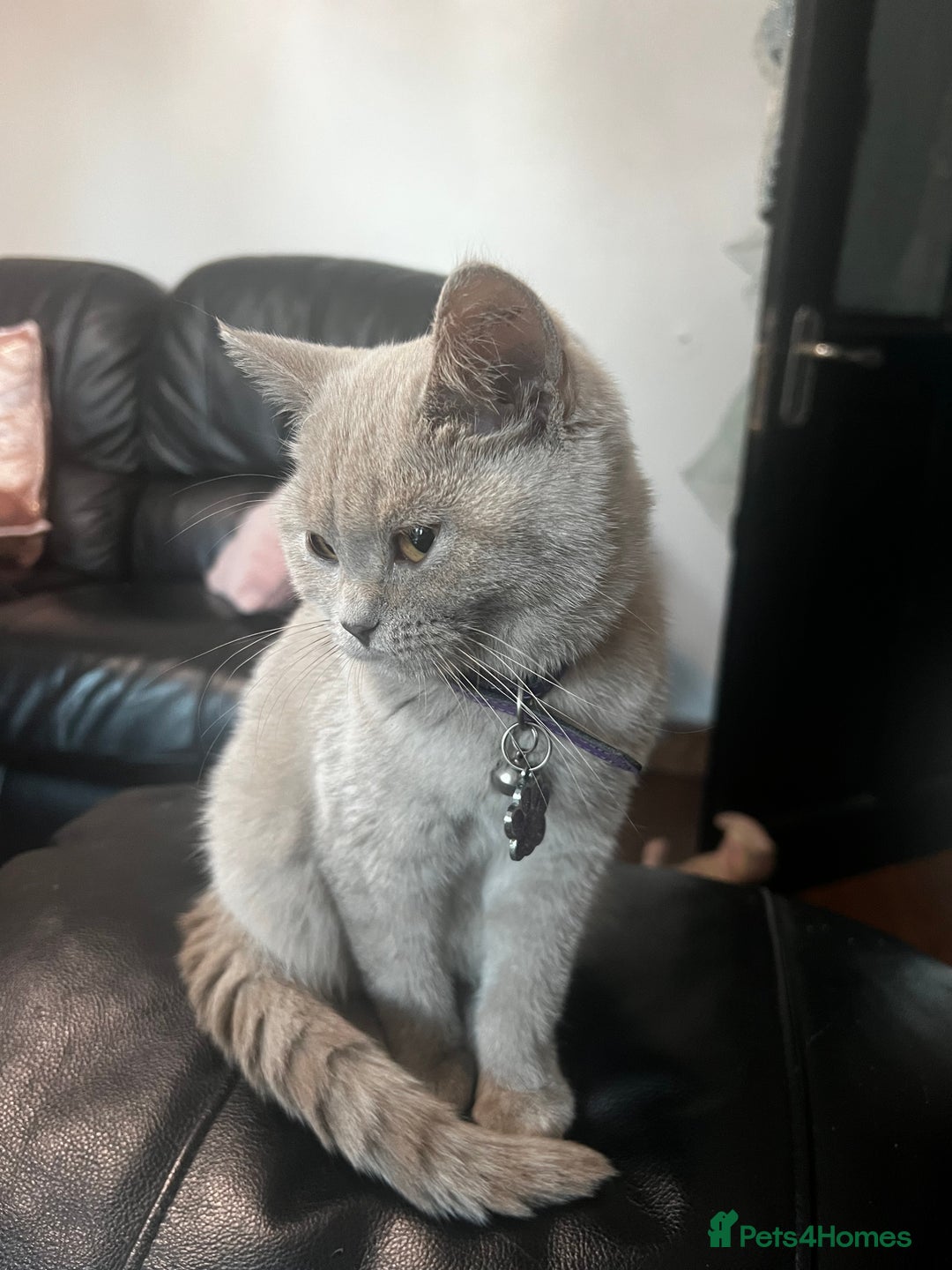 British Shorthair cats for sale:  🐾 Beautiful Kitten Looking for a Loving Home 🐾 - Image 3