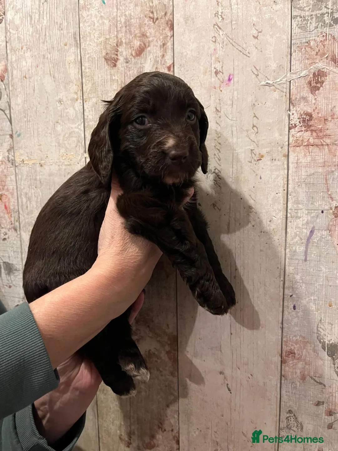 Mixed Breed dogs for sale: Beautiful Sprockerpoo puppies 😍 - Advert 16