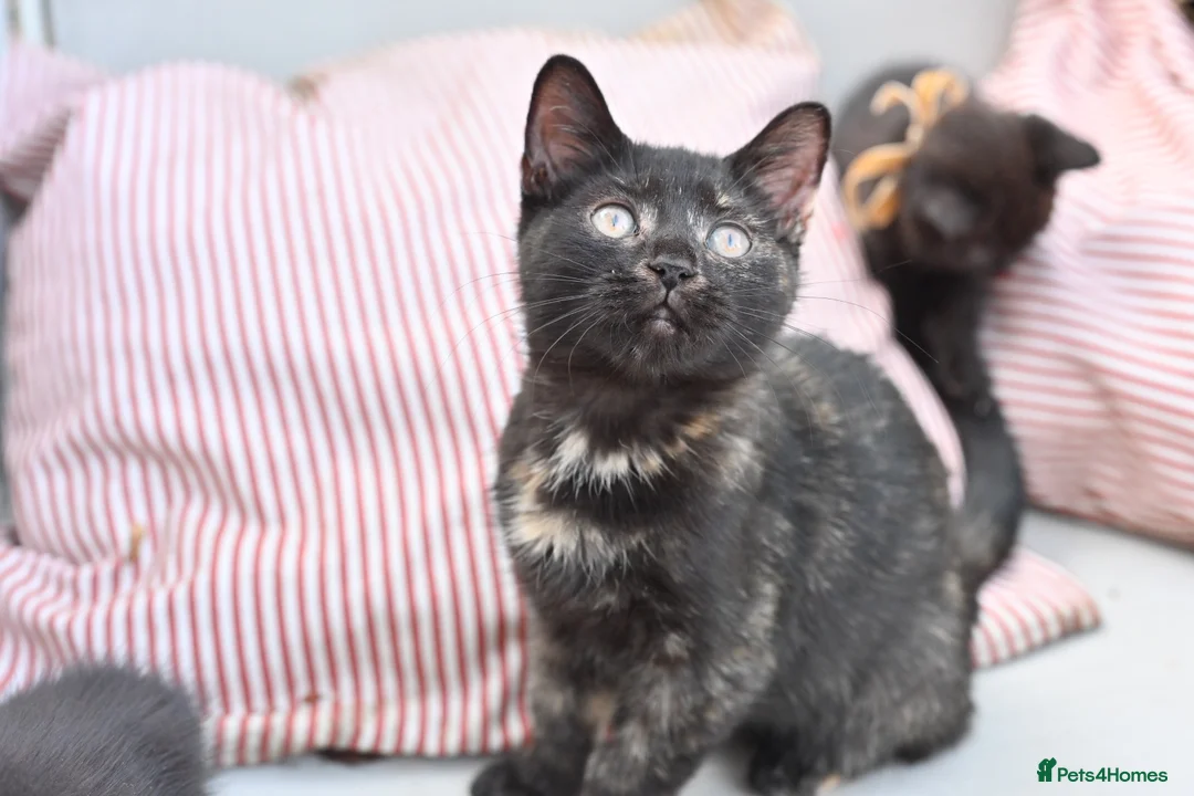 British Shorthair cats for sale: Last Girl Ready To Go! BSH x Persian Chinchilla - Advert 2