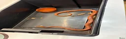 Corn Snake reptiles for sale: Male Corn Snake Years Old  in Ashtead - Advert 2