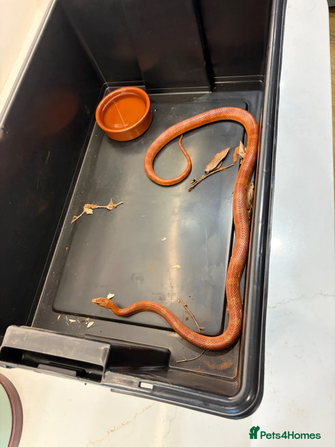 Corn Snake reptiles for sale: Male Corn Snake Years Old  in Ashtead - Advert 2