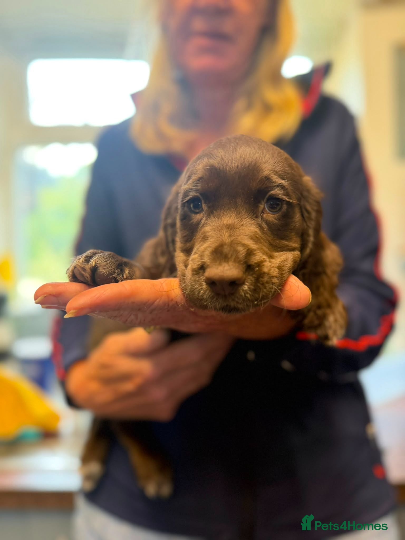 Cocker Spaniel dogs KC working Cocker Spanial £1000 last girl - Advert 2