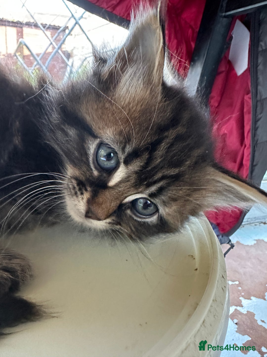 Mixed Breed cats for sale: Ragdoll Cross Kittens, 2 boys 1 girl - Advert 8