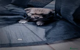 Pomeranian dogs for sale: Pomeranian puppies for loving and caring families  - Image 17