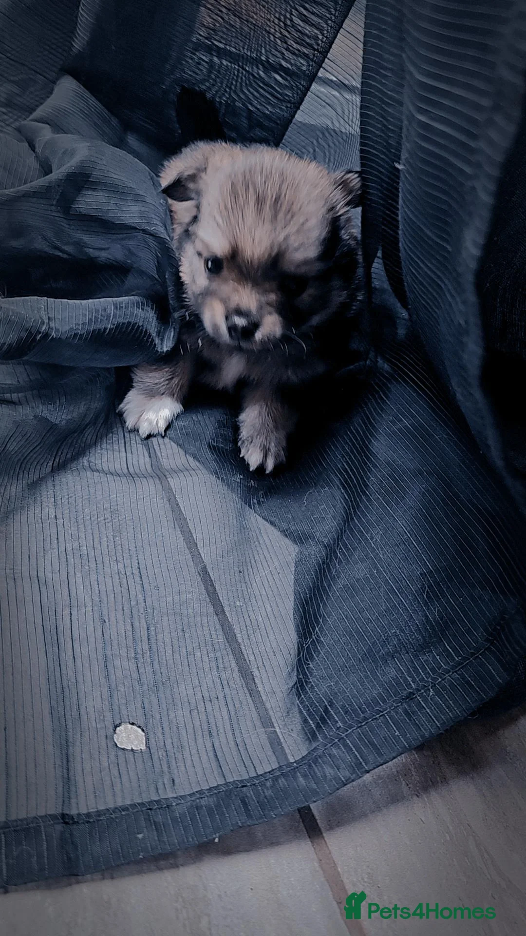 Pomeranian dogs for sale: Pomeranian puppies for loving and caring families  - Image 17