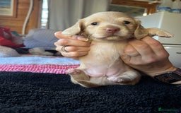 Dachshund dogs for sale:  Cream long haired miniature Dachshund - Image 15