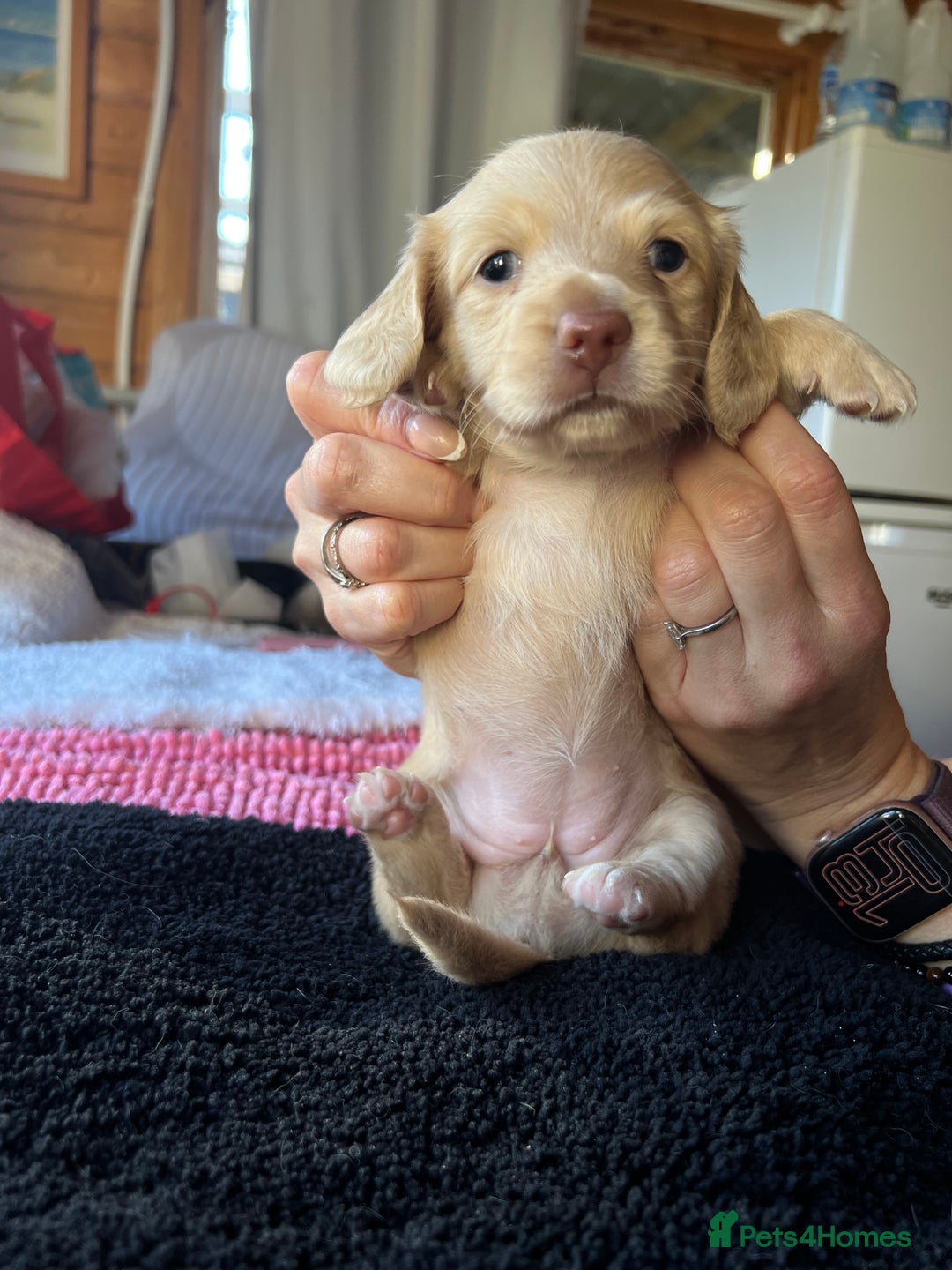 Dachshund dogs for sale:  Cream long haired miniature Dachshund - Image 15