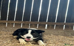 Border Collie dogs for sale: dog for sale - Image 3