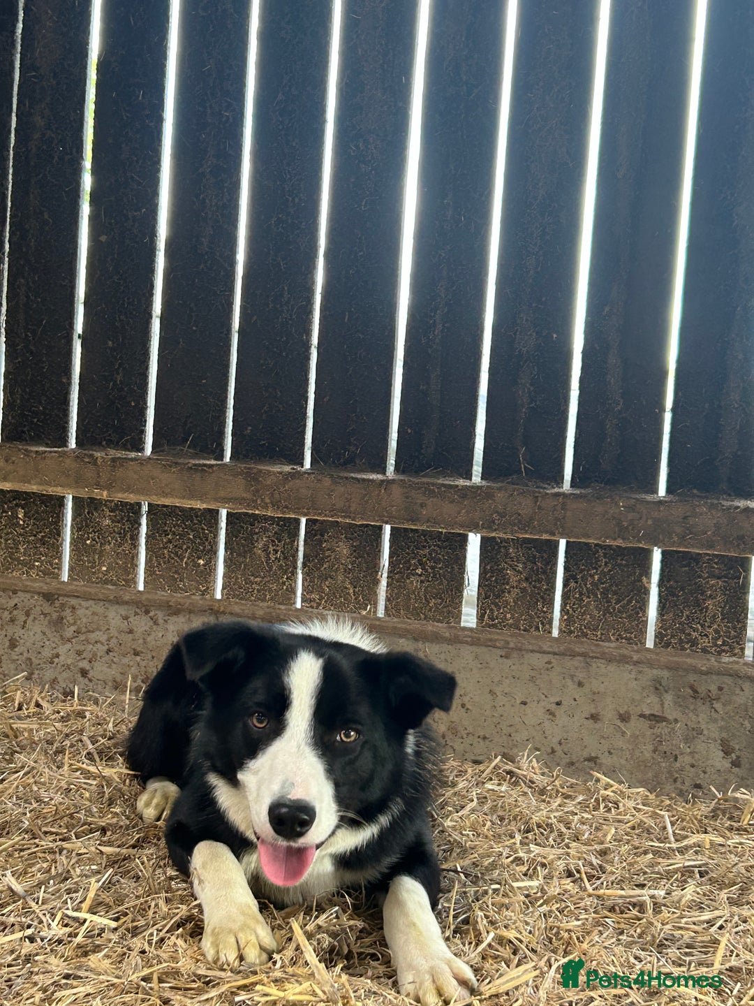 Border Collie dogs for sale: dog for sale - Image 3
