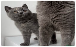 British Shorthair cats for sale: Pedigree British shorthair blue tortoise female - Image 6