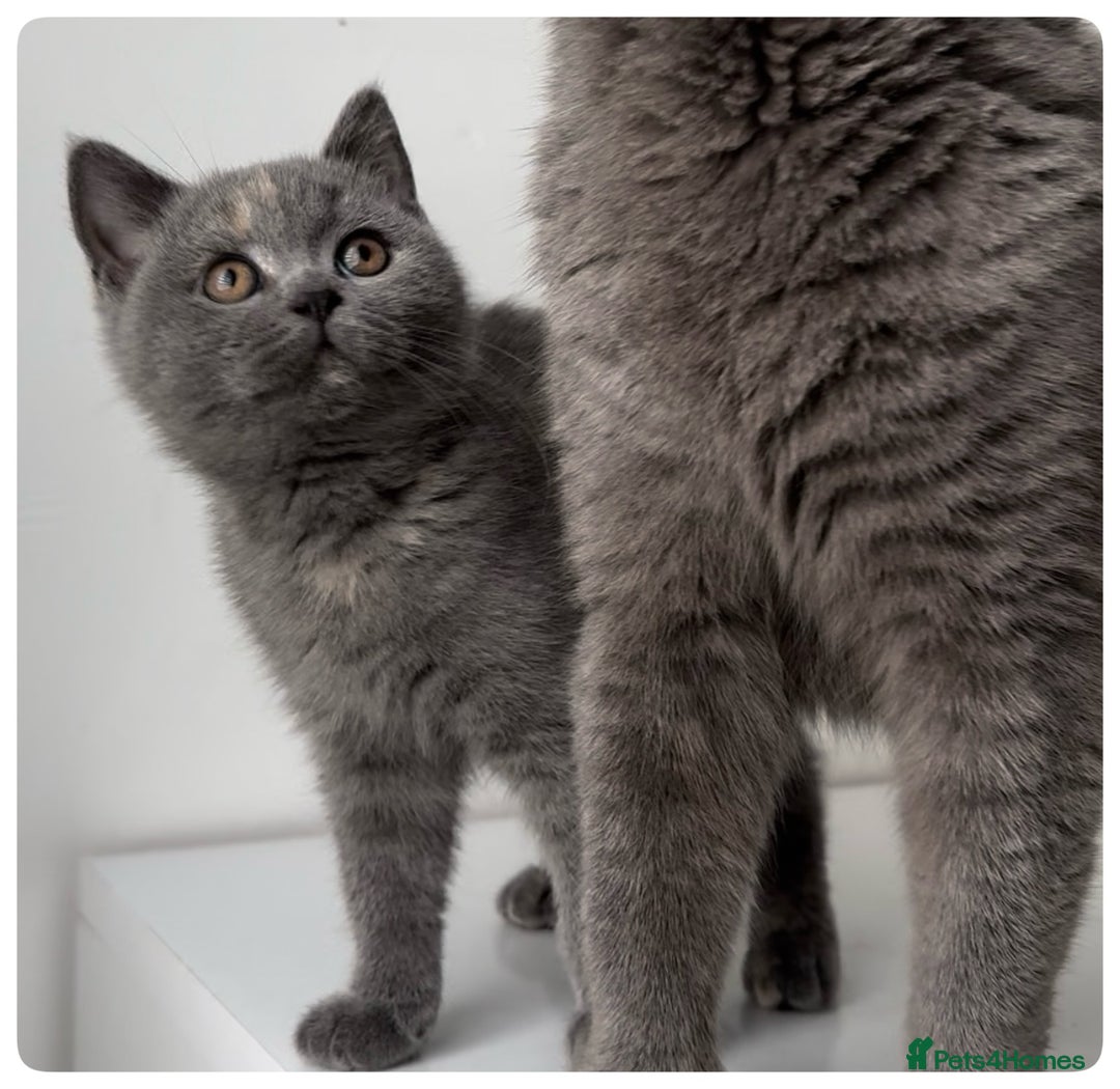 British Shorthair cats for sale: Pedigree British shorthair blue tortoise female - Image 6