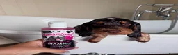 Sprocker dogs for sale: REHOME Cocker/ Springer spaniel girl (5 months) - Advert 3