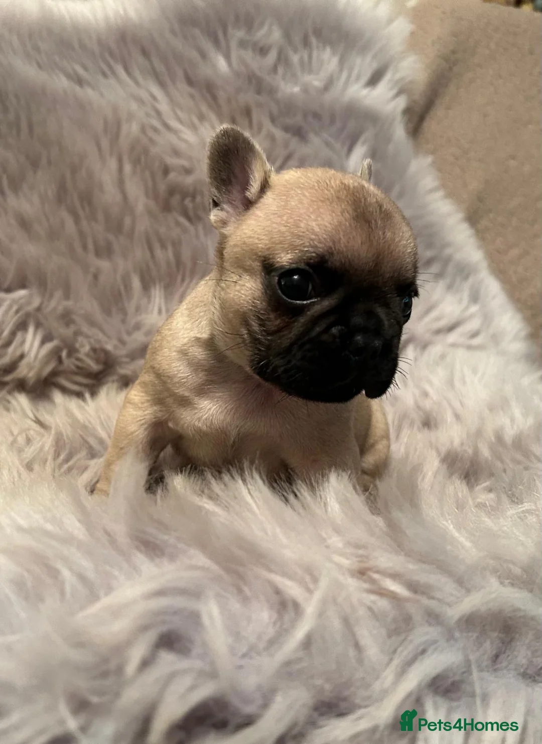 French Bulldog dogs for sale: 3 French bull dog Puppies for sale  - Advert 9