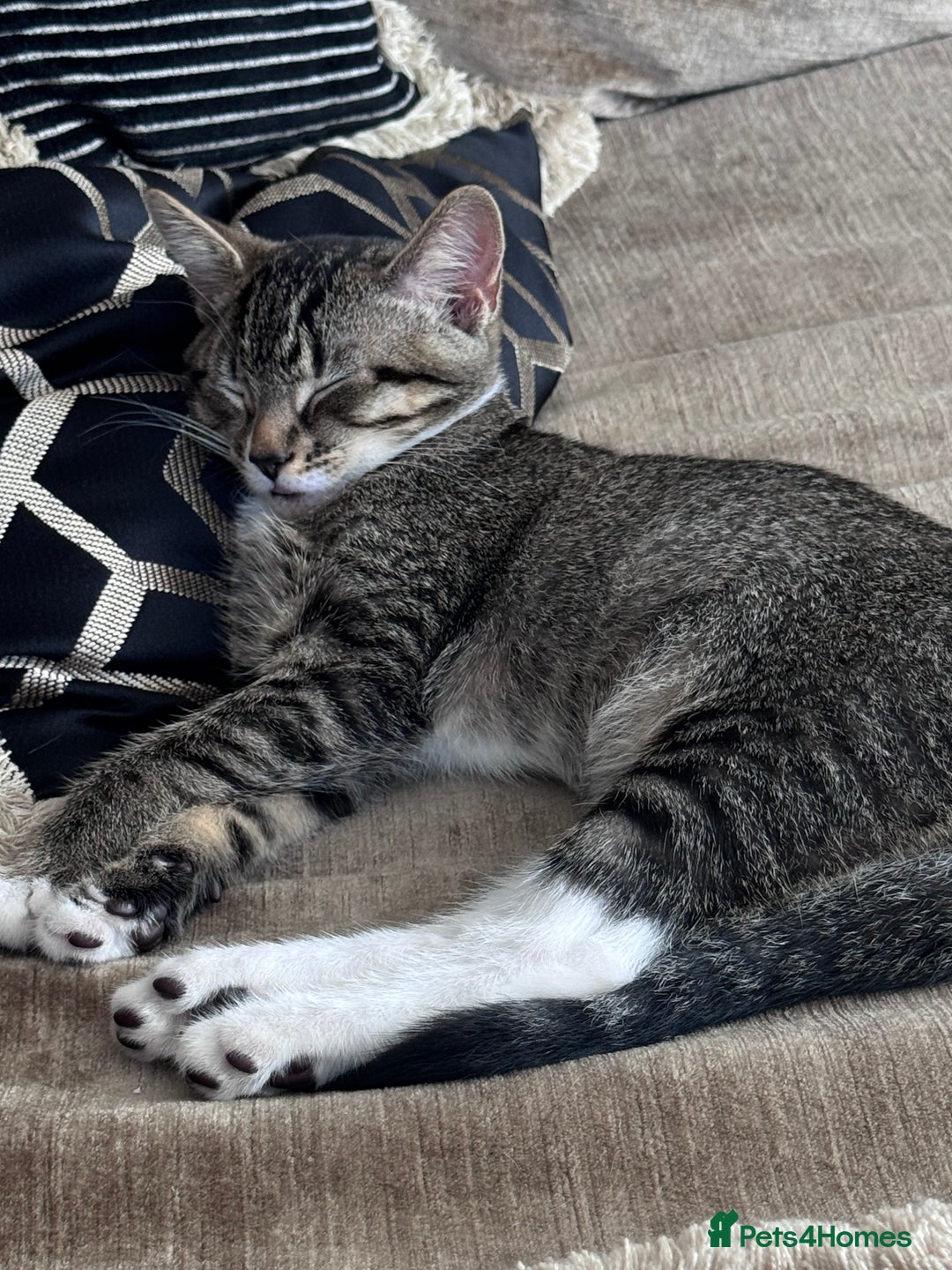 Mixed Breed cats for sale: Two Gorgeous Cats for Sale – Loving Homes Wanted - Advert 8