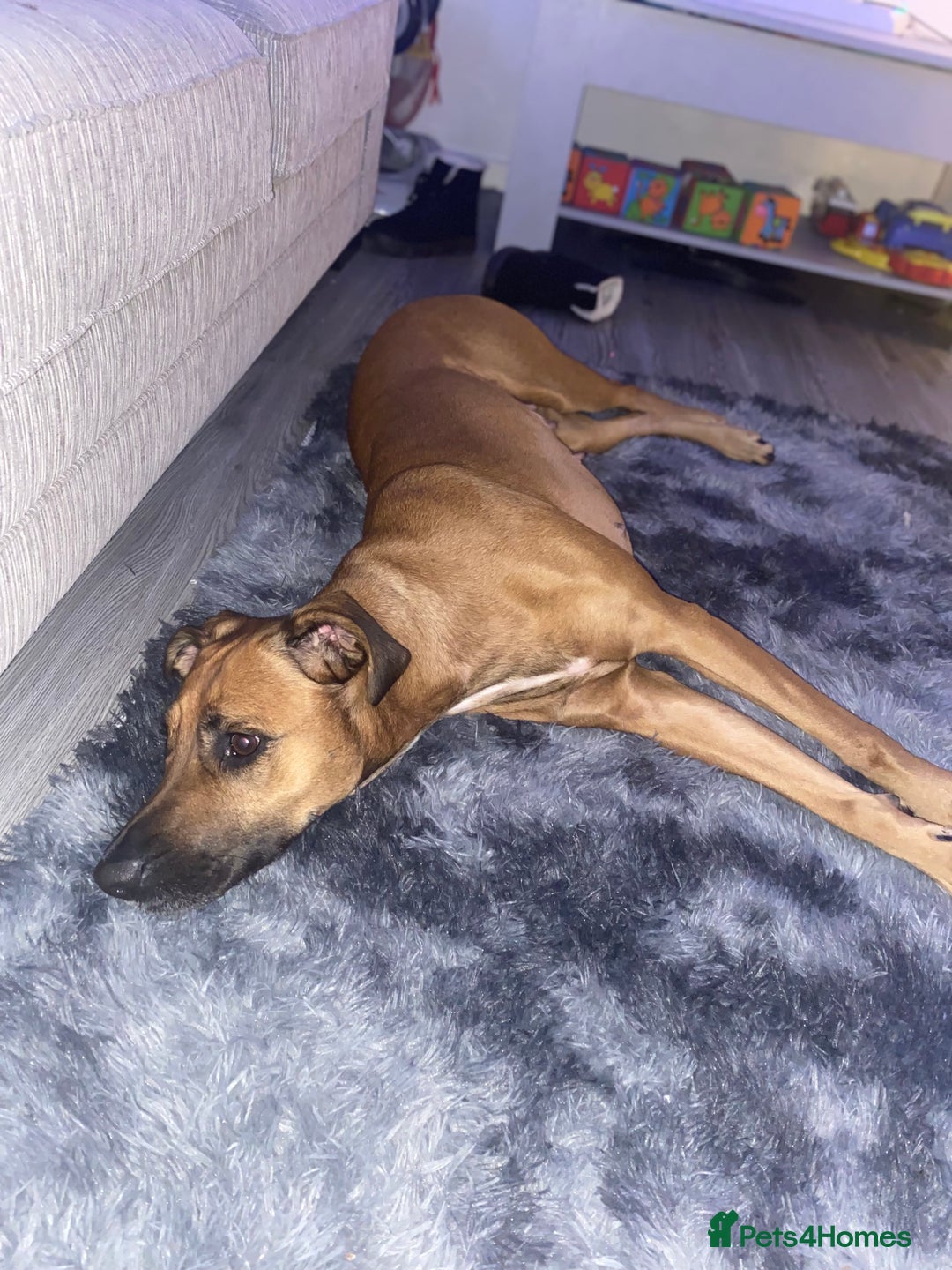 Mixed Breed dogs for sale: Staffy cross. In need of good home!  - Advert 4