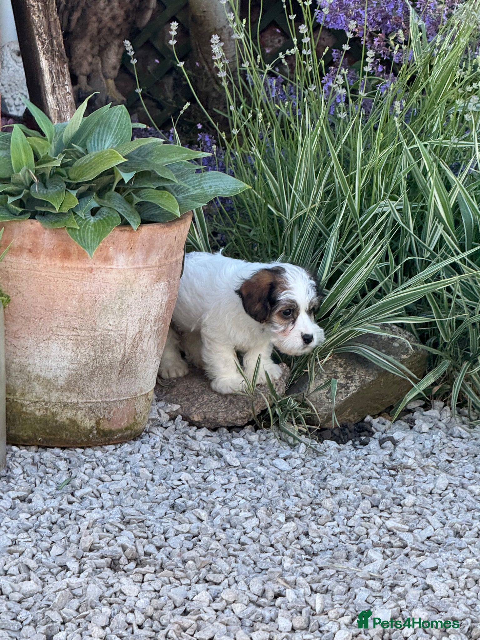 Mixed Breed dogs 🐾 Last Boy Available – Ready Now 🐾 - Advert 1