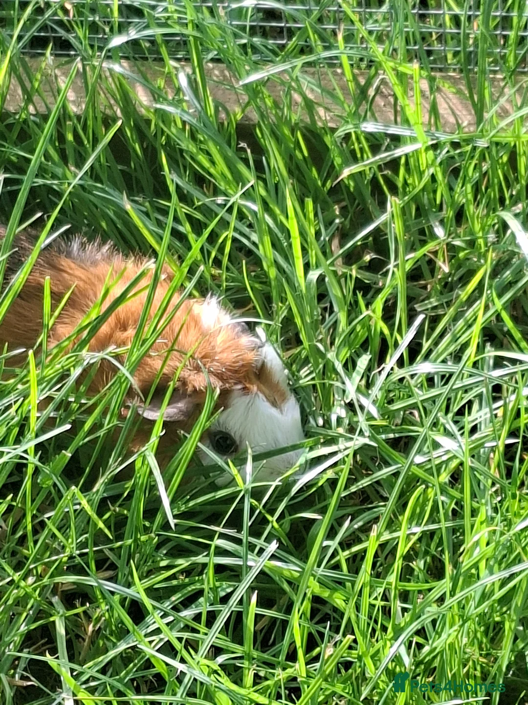 Guinea Pig rodents for sale: Male Guinea Pig , lovely colours - Advert 2