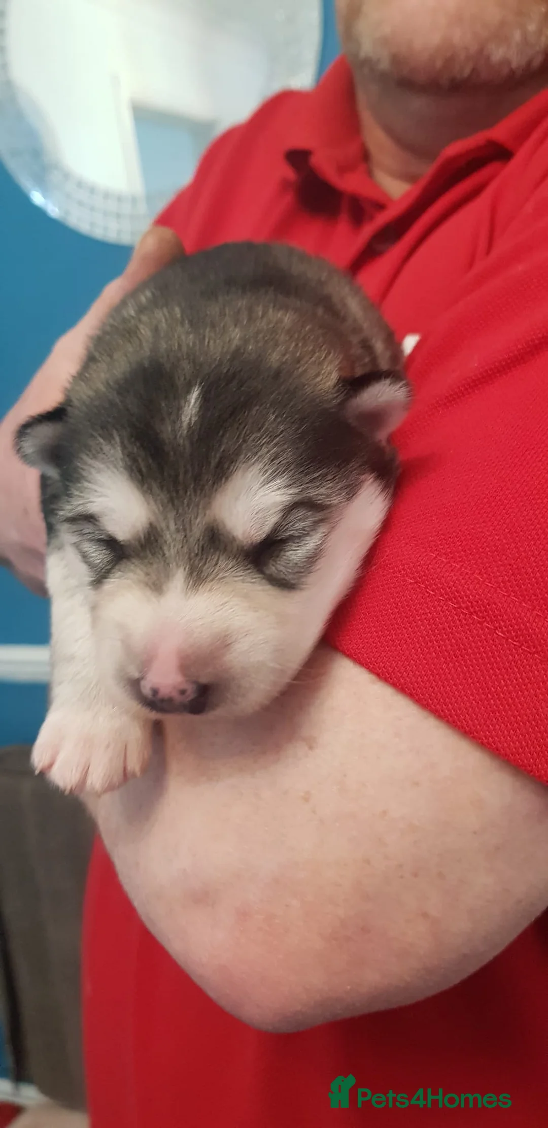 Siberian Husky dogs for stud: BLUE EYED HUSKY FOR STUD in Doncaster - Advert 22