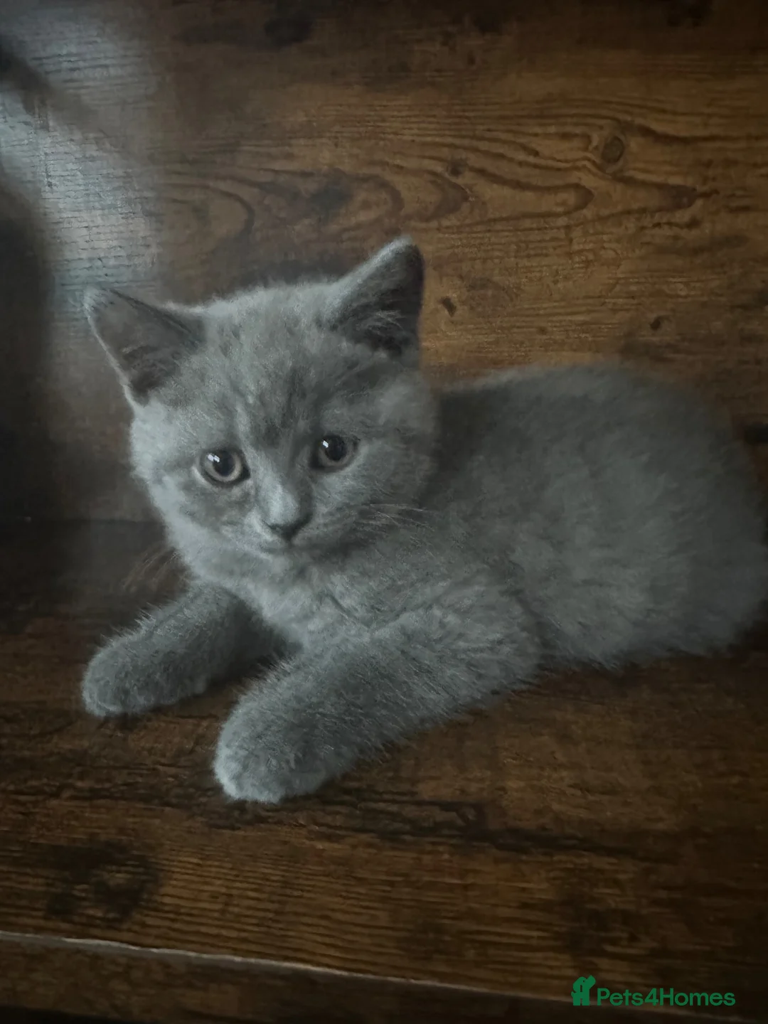British Shorthair cats for sale: Pure Pedigree GCCF-Registered kittens  - Advert 2