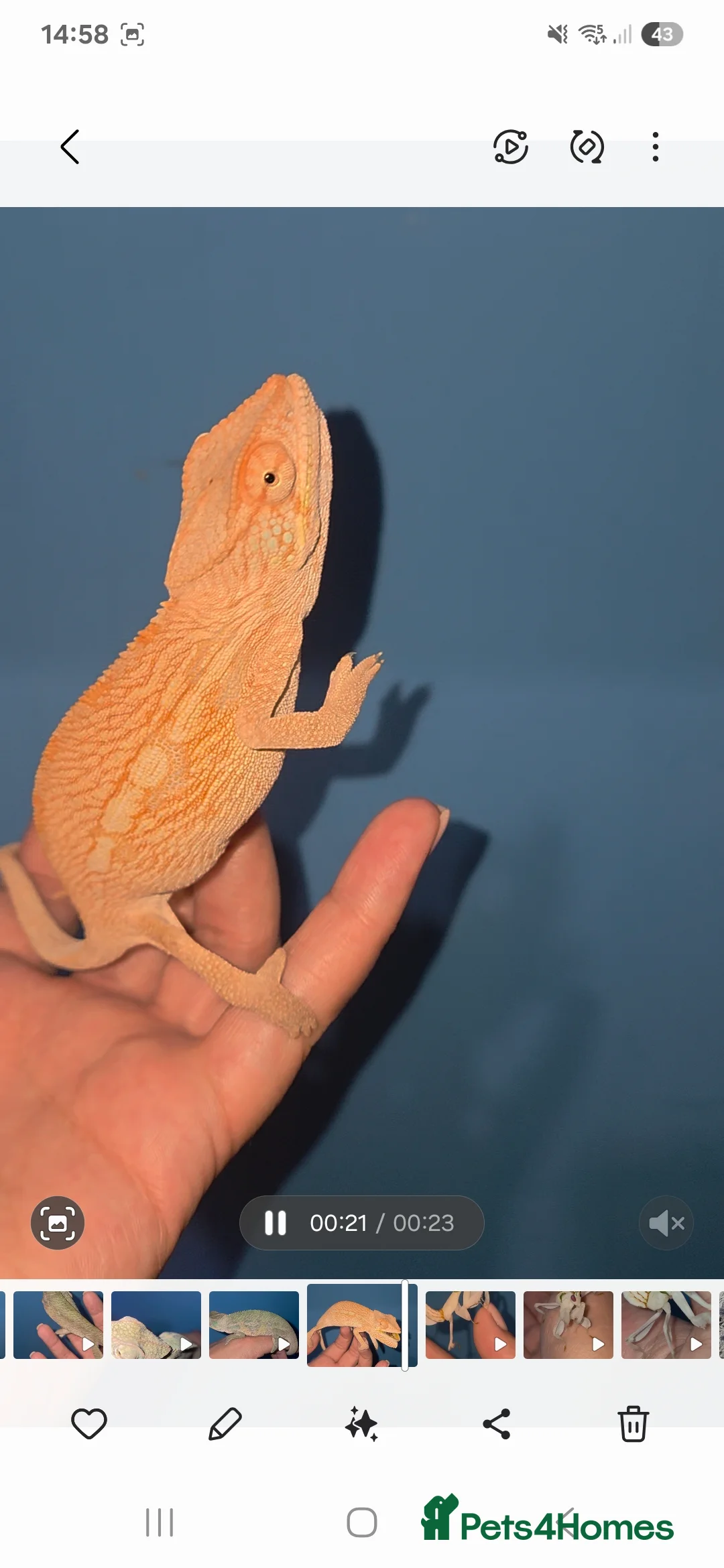 Chameleon reptiles for sale: Female Nosy Faly Chameleon  - Advert 2