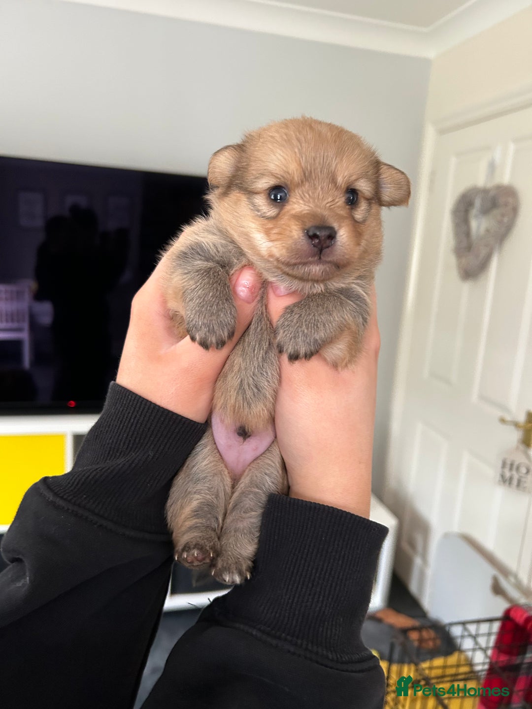 Mixed Breed dogs for sale: X2 Dauchshund/ Pomeranian pups - Image 16