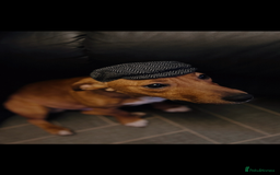 Jack Russell dogs for stud: Lionel Richie - Image 2