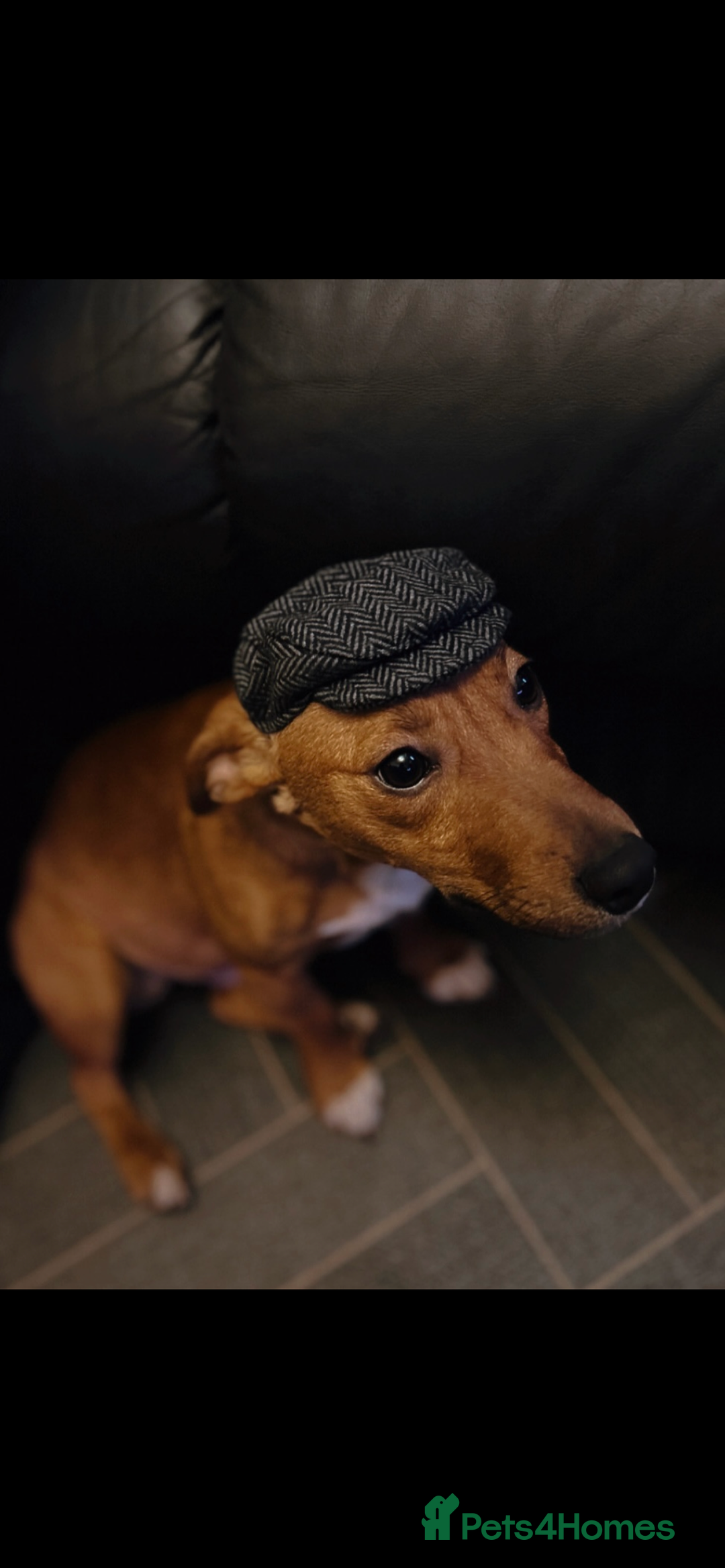 Jack Russell dogs for stud: Lionel Richie - Image 2