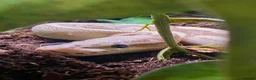 Python Snake reptiles for sale: Ball Pythons looking for new home  - Advert 10