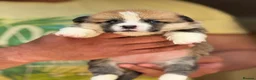 Welsh Corgi Pembroke dogs for sale: Champion Sired Corgi Pembroke puppies available  - Advert 34