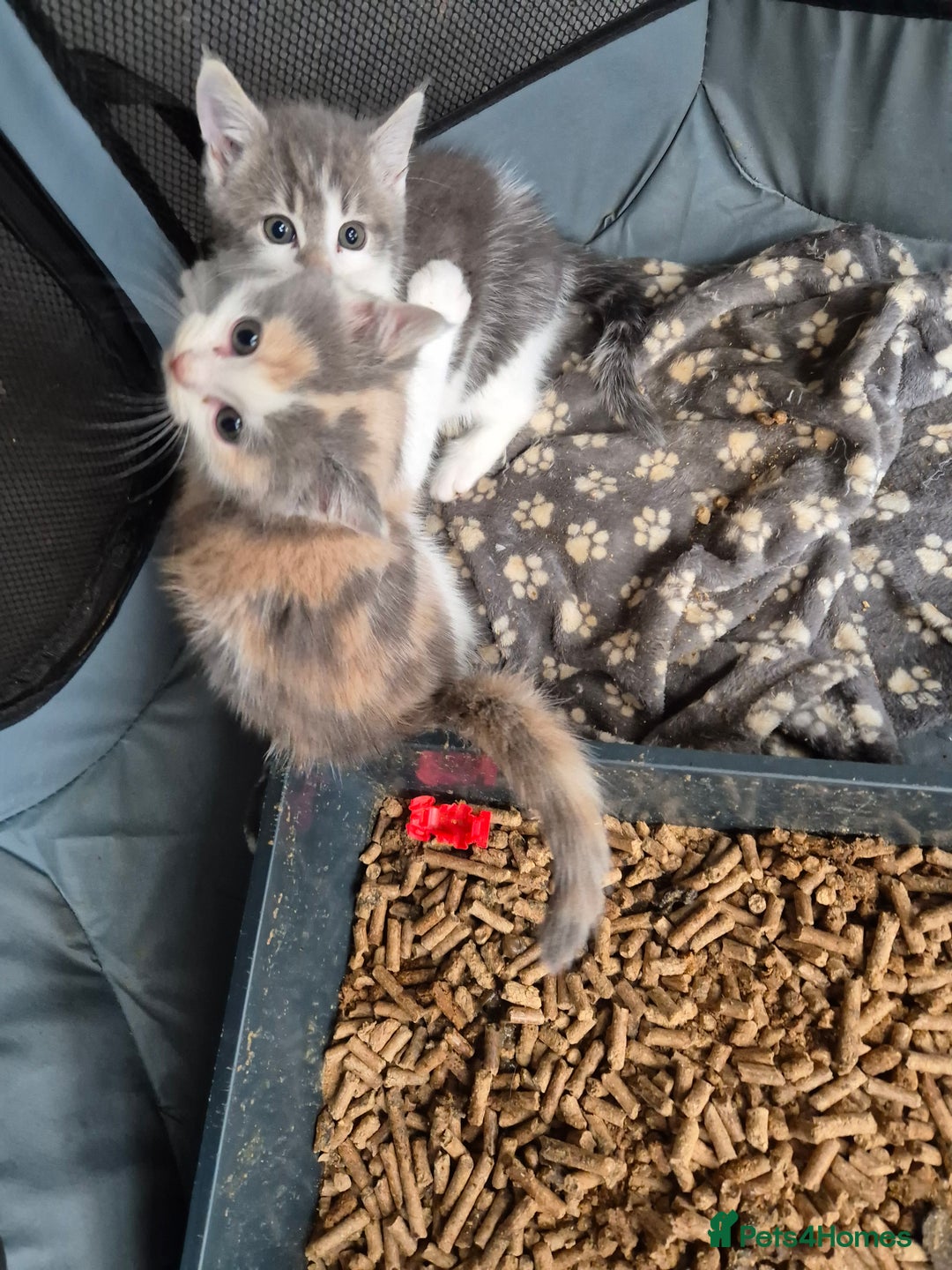 Mixed Breed cats for sale: Beautiful maincoon x bsh - Image 3
