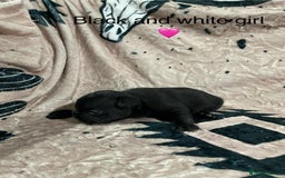 French Bulldog dogs for sale: French bulldog puppies - Image 16