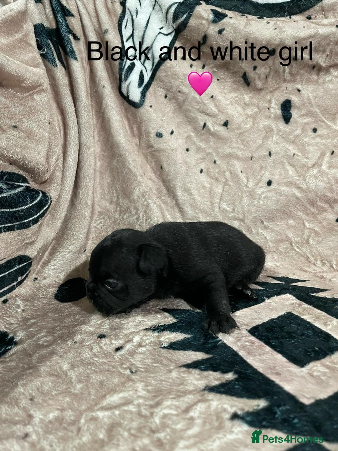 French Bulldog dogs for sale: French bulldog puppies - Image 16