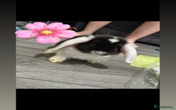 Lionhead rabbits for sale: Male and female rabbits  - Image 4
