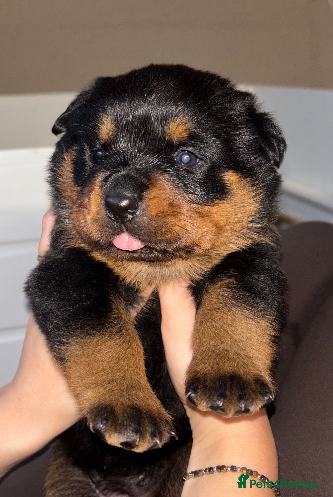 Rottweiler dogs for sale: Rottwieler pups kc registered - Advert 10