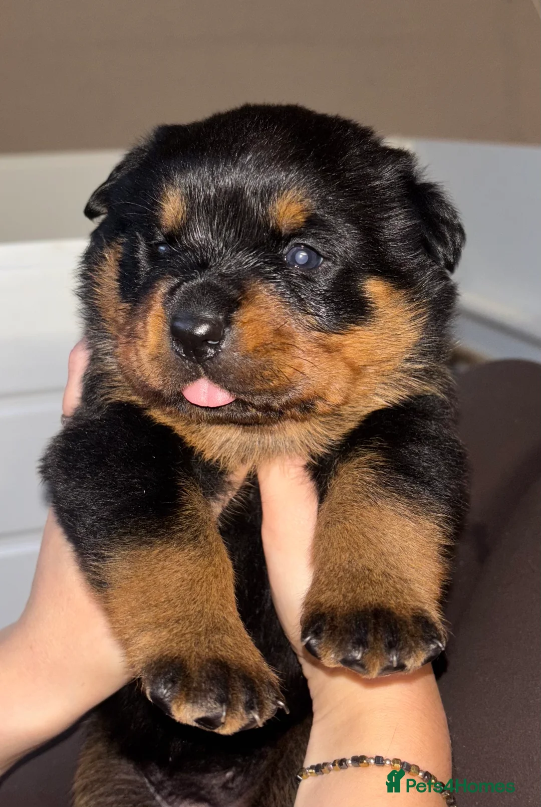 Rottweiler dogs for sale: £1200 Rottwieler pups kcreg.1 girl left. Ready now - Advert 1