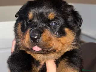 Rottweiler dogs £1200 Rottwieler pups kcreg.1 girl left. Ready now - Advert 13