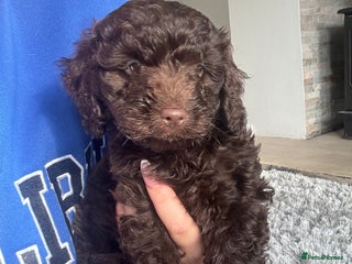 Cockapoo dogs - Advert 21