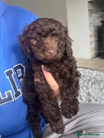 Cockapoo dogs - Advert 23