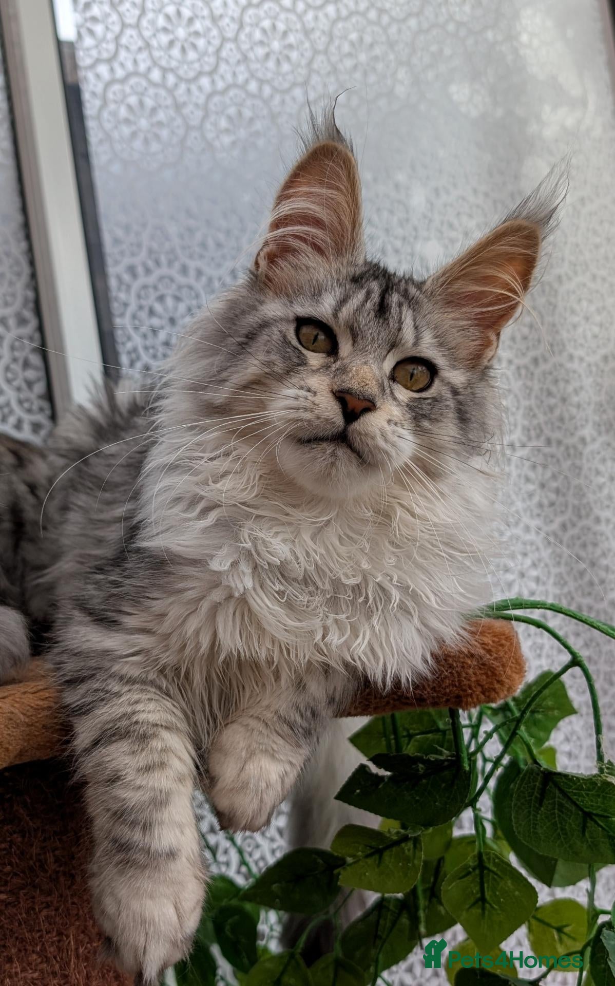 Maine Coon cats Stunning Tica registered Maine coon kittens - Advert 1